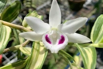 Điểm nghi vấn ở vụ đại gia Thái Bình chi 10 tỷ mua lan "Người đẹp Bình Dương"