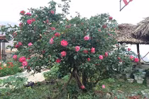 Cách "thúc" hồng cổ Sapa ra hoa trúng Tết