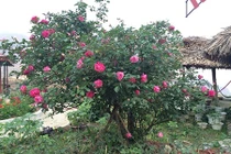 Cách "thúc" hồng cổ Sapa ra hoa trúng Tết