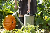 Mẹo trồng bí ngô ăn quanh năm chẳng hết 