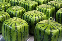 Dưa hấu vuông chục triệu được người Nhật trồng thế nào?