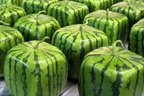 Dưa hấu vuông chục triệu được người Nhật trồng thế nào?