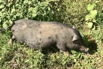 Giống lợn “miễn nhiễm” với cảnh rớt giá, ế ẩm 