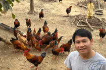 Nhà vườn trồng rau nuôi gà ở Thanh Hóa của ca sĩ Trọng Tấn