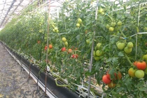 "Lạc trôi" vào vườn cà chua Hoàng gia Nhật Bản đắt đỏ