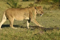 Cá sấu chết thảm vì bị sư tử “đánh hội đồng” 