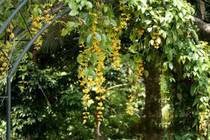 10 loại hoa leo rủ xua tan oi bức mùa hè