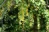 10 loại hoa leo rủ xua tan oi bức mùa hè