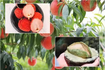 Vải, đào đắt đỏ cả triệu đồng 1 quả hút nhà giàu Việt 2019 