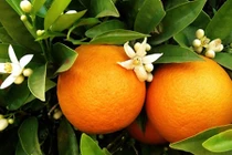 Ghé thăm vườn cam vàng rực rỡ trên đất Úc