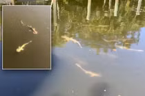 Tháo chạy khỏi thủy triều đỏ chết chóc, cá mập bơi về kênh đào 