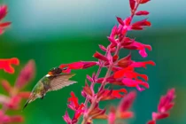 Sinh vào 4 ngày Âm lịch này, nửa đời trước vất vả, nửa đời sau “nằm duỗi mà ăn”