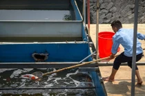 Kẹt xe, cá Koi chết lọt top ảnh đáng chú ý tuần qua