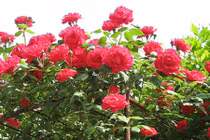 Vì sao hoa hồng cổ hút khách dù giá chát?