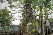 3 cây sưa tiền tỷ nổi tiếng ở Việt Nam