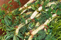 Rau dại cho lợn ăn hóa mỏ vàng, nông dân đút túi tiền triệu