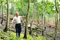 Người Việt “ham” trồng cây sưa chi phí bèo, thu nhập siêu khủng 