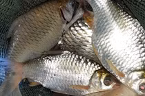 Loài cá suýt tuyệt chủng bất ngờ hồi sinh giá tiền triệu mỗi con