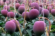 Tận mục quy trình trồng giống xoài đắt nhất thế giới