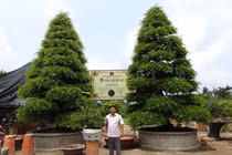 Cây cảnh độc nhất vô nhị, lập kỷ lục Việt Nam... đắt đỏ cỡ nào?