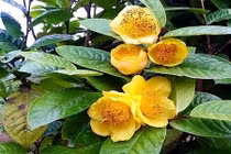 Loài trà “thần dược” bị săn tìm như báu vật, giá đắt đỏ 2 triệu/kg