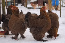 Gà khổng lồ từng “làm mưa làm gió” ở Việt Nam đắt cỡ nào?