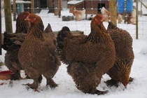 Gà khổng lồ từng “làm mưa làm gió” ở Việt Nam đắt cỡ nào?