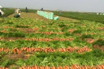 Ghé thăm "vựa vàng" cà rốt bạc tỷ lớn nhất miền Bắc 