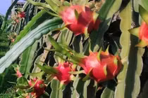 Thanh long rớt giá chỉ còn 2.000 đồng/kg