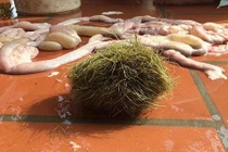 Mổ lợn nái nuôi 10 năm, phát hiện cát lợn gây sốc