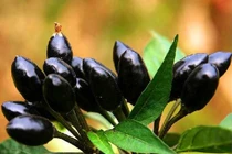 Những giống ớt lạ khiến bạn phải thích thú