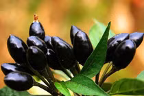 Những giống ớt lạ khiến bạn phải thích thú