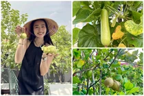 Thích mắt ngắm khu vườn trĩu quả trong nhà Diệp Bảo Ngọc 