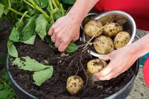 Cách trồng khoai tây trong chậu sai củ như ngoài ruộng 