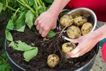 Cách trồng khoai tây trong chậu sai củ như ngoài ruộng 