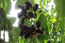 Về An Giang xem người dân hái trâm rừng kiếm tiền triệu/ngày