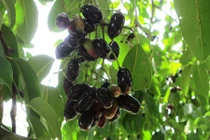 Về An Giang xem người dân hái trâm rừng kiếm tiền triệu/ngày