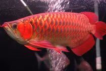 Cá rồng nửa tỷ ở TP.HCM: Chuyện thường... nhiều long huyết đắt hơn siêu xe 