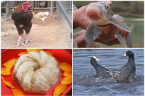 Điểm loạt đặc sản tiến vua có giá trên trời 