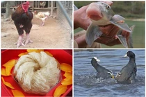 Điểm loạt đặc sản tiến vua có giá trên trời 