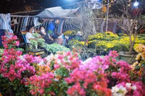 Ăn ngủ cùng chuột cống: Người bán hoa kiếm Tết, chuột bám chợ kiếm ăn