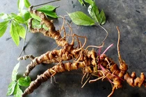 Tận mục sâm Ngọc Linh giá tiền tỷ ở Việt Nam