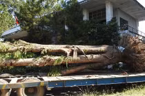 Đã tìm thấy cây giáng hương "khủng" hồ Dầu Tiếng bị "đào trộm"