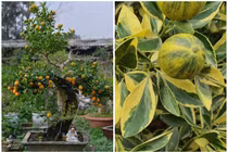 Quất phát tài, thăng tiến “độc lạ” như nào khiến dân Việt lùng mua?