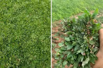 Bất ngờ 4 loại cỏ dại giúp người dân “hốt bạc“