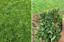 Bất ngờ 4 loại cỏ dại giúp người dân “hốt bạc“