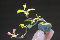 Mê tít những chậu bonsai bé như ngón tay tuyệt đẹp