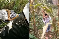 Thi thể không toàn vẹn của bé gái 8 tuổi được phát hiện trong rừng tre