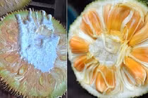 Mẹo chọn mít ngon, chín cây, không hóa chất 