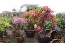 Đại gia lùng mua hoa giấy ngũ sắc trăm triệu chơi Tết